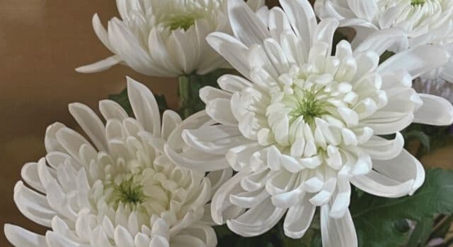 仏花に見えやすい菊の花